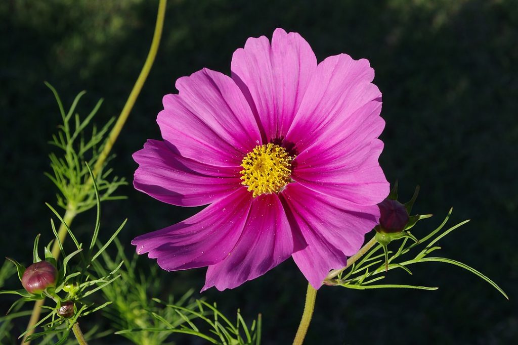 Graines De Cosmos Bipenné 'Sea Shells' - 50 Graines, Fleurs En Forme De Coquillages, Mellifère, Floraison Estivale