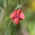 Par Björn S... — Grass pea - Lathyrus sphaericus, CC BY-SA 2.0, https://commons.wikimedia.org/w/index.php?curid=40034994