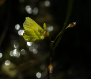 By Andreas Fleischmann - https://species-id.net/openmedia/File:Utricularia_minor_flower02_(A.Fleischmann).JPG, CC BY-SA 3.0, https://commons.wikimedia.org/w/index.php?curid=63329020