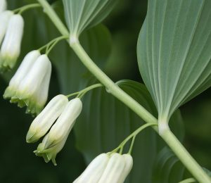 Par Randi Hausken from Bærum, Norway — Solomon's Seal, CC BY-SA 2.0, https://commons.wikimedia.org/w/index.php?curid=29876557
