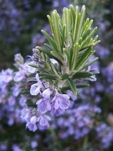 By THOR - Flowering Rosemary, CC BY 2.0, https://commons.wikimedia.org/w/index.php?curid=3258359