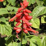 Par Dinesh Valke from Thane, India — Salvia splendens, CC BY-SA 2.0, https://commons.wikimedia.org/w/index.php?curid=51606791