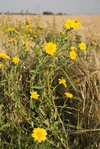 Graines Marguerite Des Moissons - Chrysanthemum Segetum, 100 Graines, Fleurs Jaunes