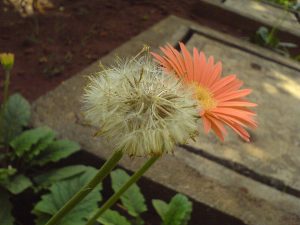 Par Dinesh Valke from Thane, India — Gerbera, CC BY-SA 2.0, https://commons.wikimedia.org/w/index.php?curid=51607471