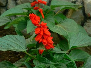 By Dinesh Valke from Thane, India - Salvia splendens, CC BY-SA 2.0, https://commons.wikimedia.org/w/index.php?curid=51606791