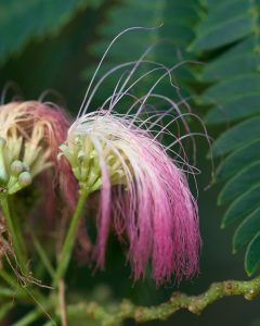 By Plant Image Library - Albizia julibrissin (Mimosa), CC BY-SA 2.0, https://commons.wikimedia.org/w/index.php?curid=55244900