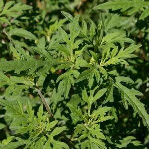 Crédit : Quadell CC-BY SA 3.0 de https://commons.wikimedia.org/wiki/File:Common_ragweed.jpg