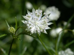 Crédit : MurielBendel [CC BY-SA 4.0  (https://creativecommons.org/licenses/by-sa/4.0)], from Wikimedia Commons https://commons.wikimedia.org/wiki/File:Astrantia_minor_flower1.jpg