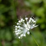 Crédit : MurielBendel [CC BY-SA 4.0  (https://creativecommons.org/licenses/by-sa/4.0)], from Wikimedia Commons https://commons.wikimedia.org/wiki/File:Astrantia_minor_flower2.jpg