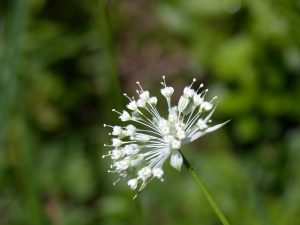 Crédit : MurielBendel [CC BY-SA 4.0  (https://creativecommons.org/licenses/by-sa/4.0)], from Wikimedia Commons https://commons.wikimedia.org/wiki/File:Astrantia_minor_flower2.jpg