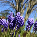 Muscari botryoide ©Emilie Boillot