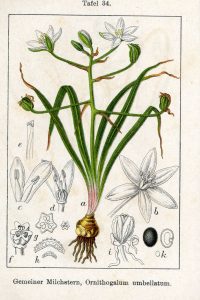 Par Johann Georg Sturm (Painter: Jacob Sturm) — Fig. from book Deutschlands Flora in Abbildungen at http://www.biolib.de, Domaine public, https://commons.wikimedia.org/w/index.php?curid=744126