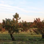 Pêcher de vigne_Azay-le-Rideau_Prunus persica ©Emilie Boillot