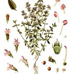 https://upload.wikimedia.org/wikipedia/commons/1/12/Thymus_vulgaris_-_K%C3%B6hler%E2%80%93s_Medizinal-Pflanzen-271.jpg