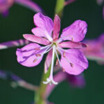 Crédit :  Dcrjsr [CC BY 3.0 
 (https://creativecommons.org/licenses/by/3.0
)], from Wikimedia Commons (https://commons.wikimedia.org/wiki/File:Fireweed_Epilobium_angustifolium_one_flower_close.jpg)