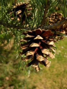Crédit : Laurence Livermore from UK (Fir Cone) [CC BY 2.0  (https://creativecommons.org/licenses/by/2.0)], via Wikimedia Commons