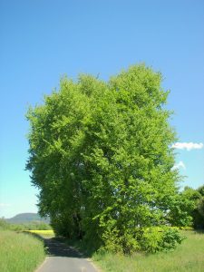 Crédit : Willow [CC BY-SA 2.5  (https://creativecommons.org/licenses/by-sa/2.5)], from Wikimedia Commons